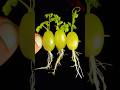 How to propagated Grapes 100% success angoor ki bail plant#gardning #flowers #plantsofindia
