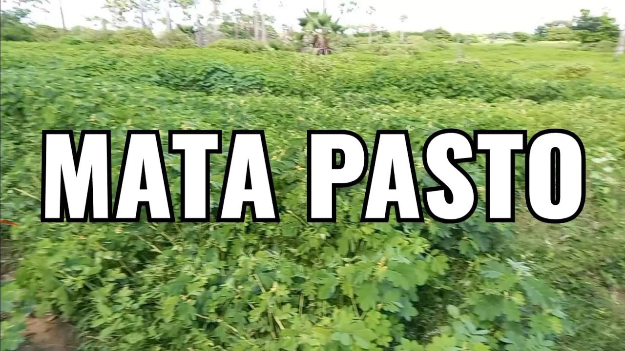 Mata Pasto - Uma planta invasora da caatinga. - YouTube