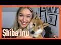 SHIBA INU Züchter, Erziehung, alleine bleiben | CatyCake