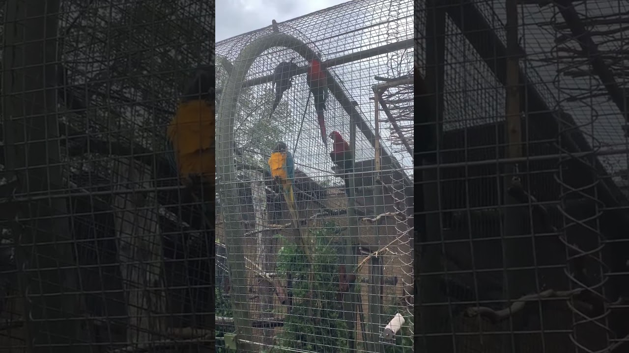 London Walks: London Zoo Parrots