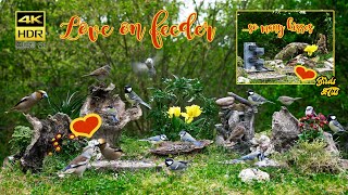 Birds: Love on feeder with waterfall fontaine - 4K HDR - CATs tv