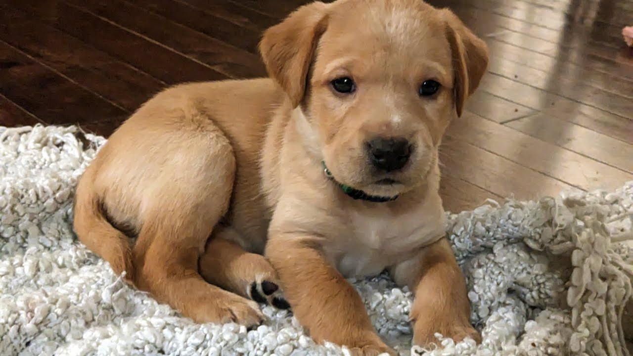 Labrador Puppies Compilation. Watch them grow and more