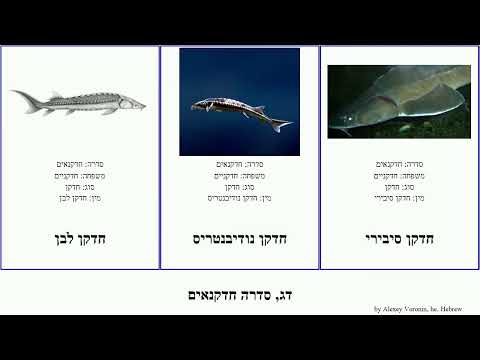 וִידֵאוֹ: חדקן אטלנטי: תיאור, מינים ובית גידול