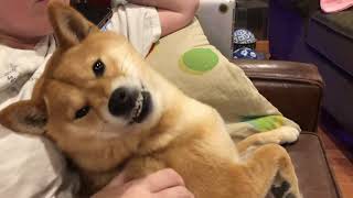 Angry Shiba Hates And Loves Scratches