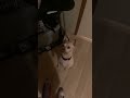 Jack The Dog VII: The Toy Awakens