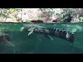 🎥🐊 LIVE VIRTUAL ZOO DAY: Sunda gharial crocodiles feeding time! 🤩