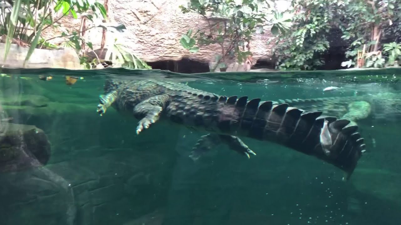  LIVE VIRTUAL ZOO DAY Sunda gharial crocodiles feeding time 