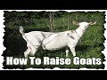 How To Raise Goats Video