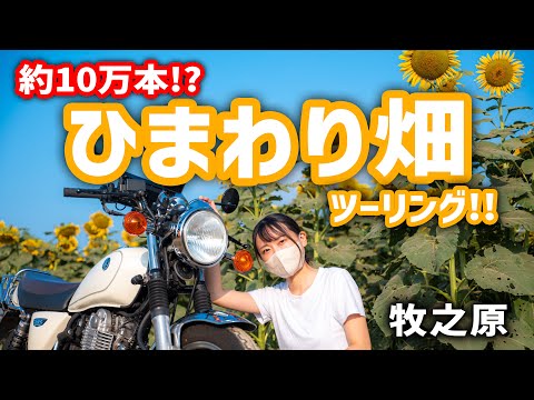 Motorcycle Girls] 4:30 AM Wake-Up Tour of the Sunflower Fields in