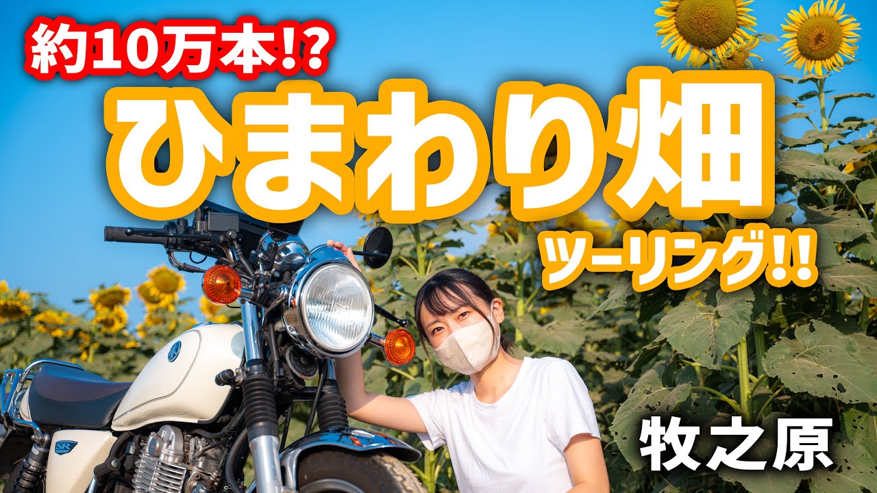 【バイク女子】4時半起きで牧之原のひまわり畑ツーリング！🏍🌻✨｜Yamaha SR400｜motovlog