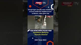 Bengal tiger casually seen wandering around residential neighbourhood in Mexico, video goes viral