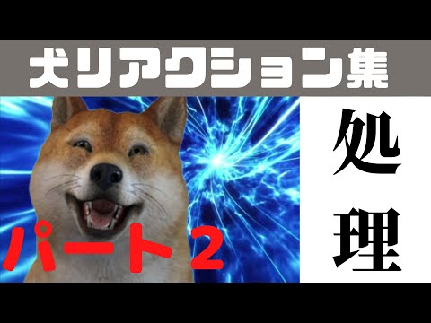 魅せプレイ 犬リアクション集 その2 Youtube 魅せプレイ 犬リアクション集 その2 Youtube