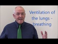 Respiratory System 1, Airways, chest wall and lungs