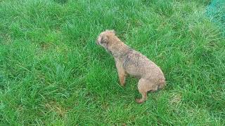 Early season training session for the pups by Martin Webber Countryman 126 views 7 months ago 1 minute, 42 seconds