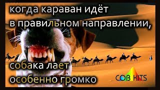 Собака лает караван идёт cobkits.ru Собака лает караван идёт cobkits.ru