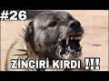 Tik Tok En Efsane Köpek Videoları#26#