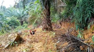 PIKAT AYAM HUTAN JANTAN 27:TAPAU MINIT LAGI || JGN RISAU PIKAT X KALAH ON MACAM BIASA
