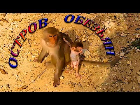 ОСТРОВ ОБЕЗЬЯН | МЫ БОИМСЯ | НЯЧАНГ | ВЬЕТНАМ