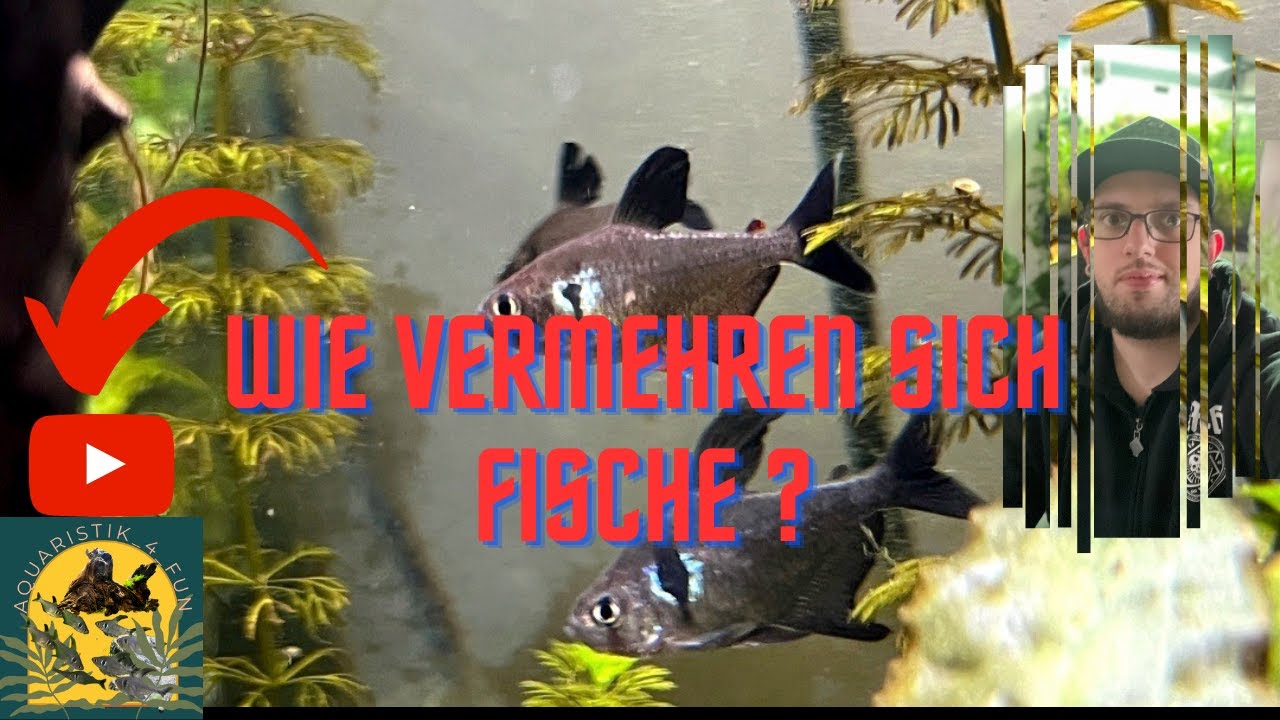 Wie vermehren sich Fische ? /Aquaristik_4_fun/ YouTube
