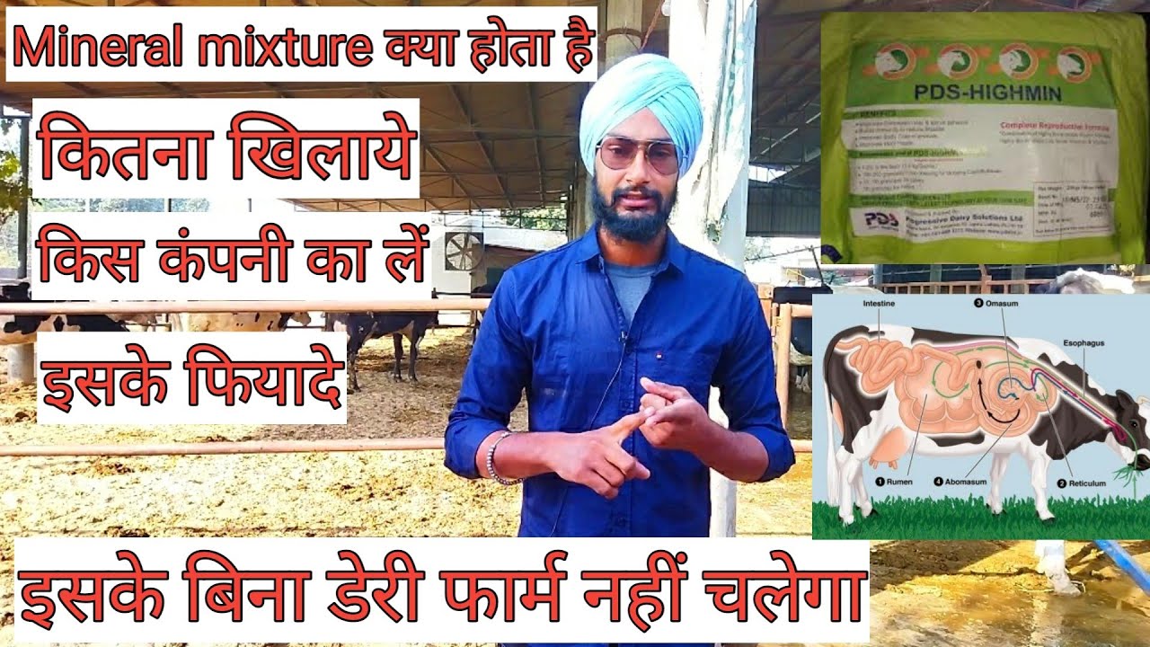 Mineral mixture for dairy farm। Supplements for hf cow ।मिनरल मिक्सचर के फायदे। Best company।
