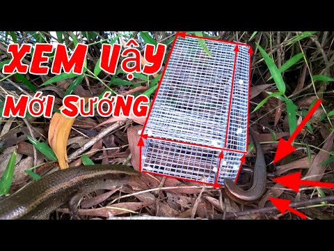 Video Cận cảnh ** rắn mối vào bẫy // Xem Thế mới phê. - youtube