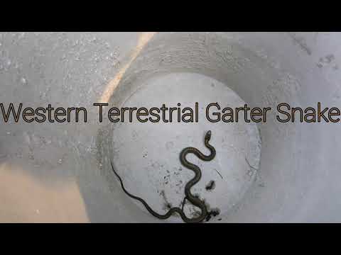 Western Terrestrial Garter