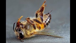 Как пчёлы убивают матку. 7 СЕКУНД