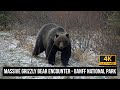 The boss massive grizzly bear encounter in banff national park 4k