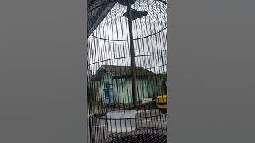 Rambatan Paruh Merah Bren