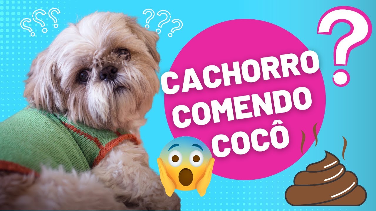 CACHORRO COMENDO COCÔ? | SHIHTZU COME COCÔ? | COMO FAZER ELE PARAR ...