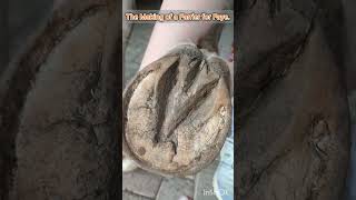 False Sole?. Deep commissures.  lateral sulcus.  Farrier for Faye🦄