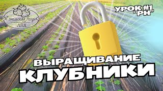 Выращивание клубники. Тема #1 pH земли.