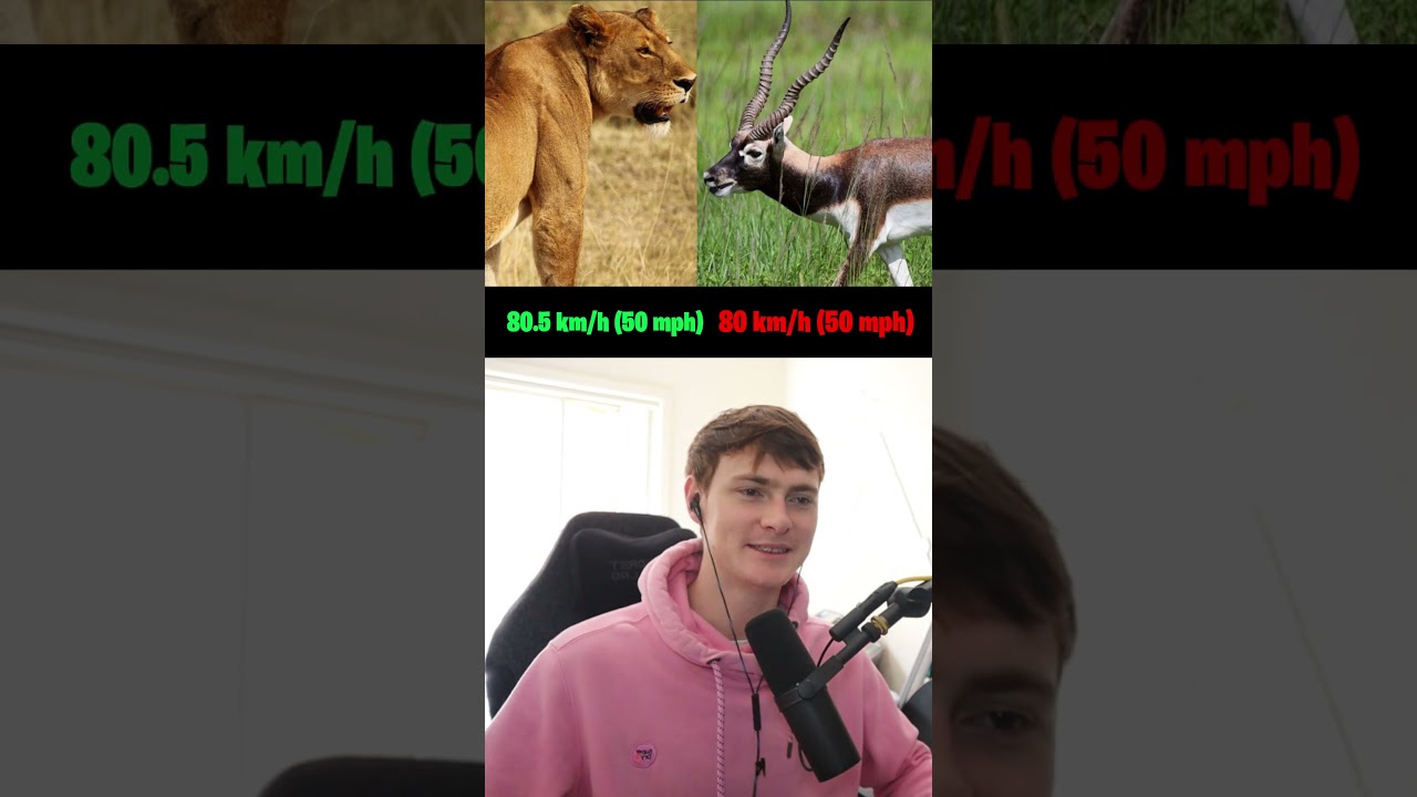 Guess which animal is faster