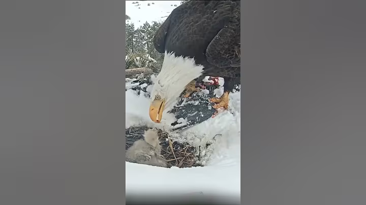 [P854] Review birds nest life, mom birds brings food to feed her babies in their nest #birdslover