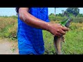 trending fishing videos | Lucky Day! Catching Big Snakehead Fish in Dry Season