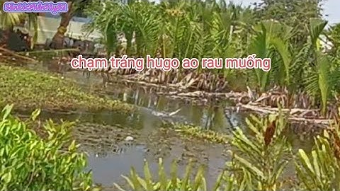 câu lure cá lóc dạo /Tân Tập/Long Hựu Tây/cá ăn mạnh/ @sanlocmientay62 #9