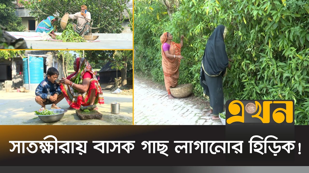 বাসক গাছের পাতা থেকে সর্দি-কাশির সিরাপ! | Basak Tree | Ekhon TV - YouTube