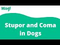 Stupor and Coma in Dogs | Wag!