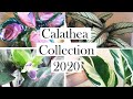 Calathea Collection 2020, Update