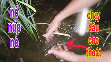 NƯỚC LÊN RUỘNG ĐI BẮT CÁ TOÀN CÁ RÔ NÁY |Phúc TV 84/catch fish