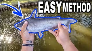 Catch LOADS Of CATFISH With This EASY METHOD During The CATFISH Spawn