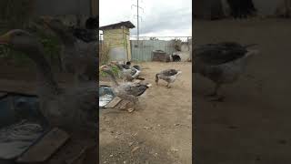 видео: Қаз асырау 25.09.22ж.Тамбовский (крупный серый).5 штук қаз сатамын,келіп таңдап аласыз.1 шт 10000 тг картинка: Қаз асырау 25.09.22ж.Тамбовский (крупный серый).5 штук қаз сатамын,келіп таңдап аласыз.1 шт 10000 тг