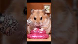 Cute Hamsters Asmr