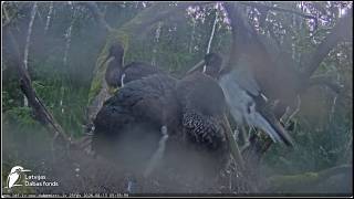 Visi Meijas un Ogra stārķēni aizlido/All of Meija and Ogris's stork chicks have flown away 13.08 LDF