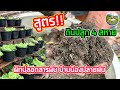 วิธีปรุงดินปลูก 4 สหาย | สูตรของสวนผักปลอดสารพิษบ้านน้องปลายฝน | สวนผักพ่อครัว