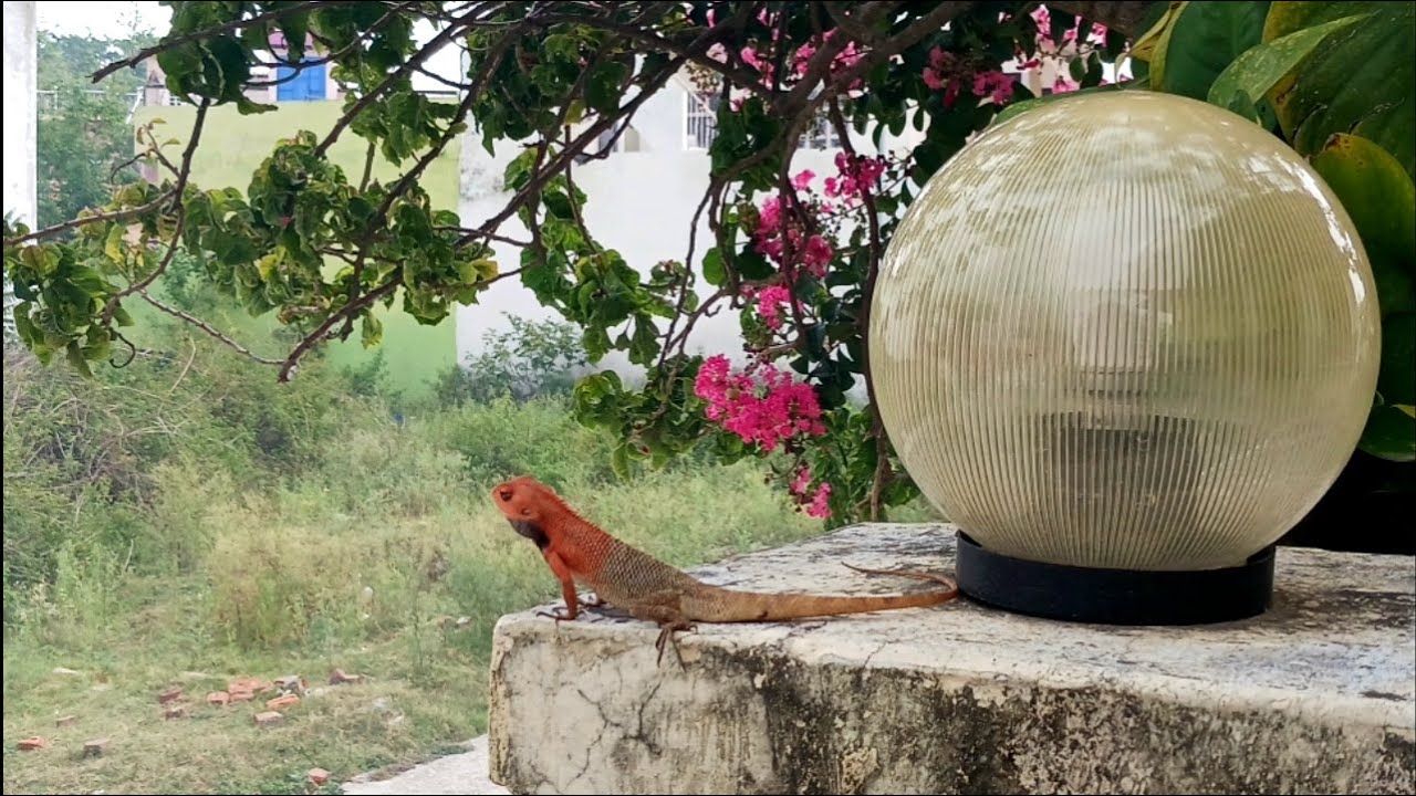 The Oriental Garden Lizard, also called Indian garden lizard Scientific Name(Calotes Versicolor)🦎