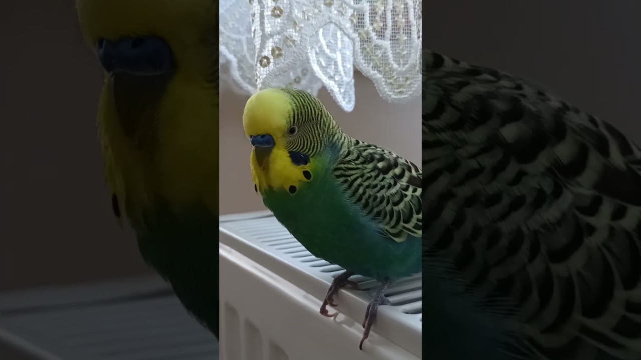 Ne Yaptın Oğlum 😊 #muhabbetkusu #muhabbetkuşufıstık #muhabbetkuslari #kuslar #parrot #budgey