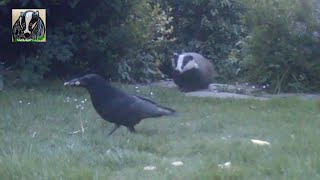 Badger and Crow