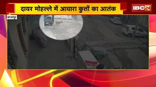 Shajapur Dog Attack News: दायर मोहल्ले में आवारा कुत्तों का आतंक। बच्चों पर किया हमला, CCTV में कैद