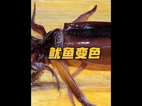 魷魚的變色能力,究竟能有多強?它原本是什麼顏色? #魷魚 #漲知識 #變色 #解壓 #內容啟發搜索